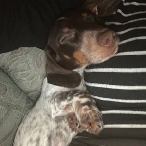 Meet your Posher, Annie